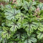 Heucherella 'Tapestry' Klockvippa