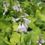 Hosta 'August Moon' Funkia
