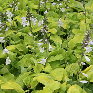 Hosta 'August Moon' Funkia
