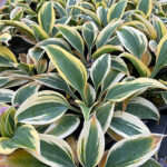 Hosta 'Autumn Frost' Funkia