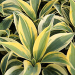 Hosta 'Autumn Frost' Funkia