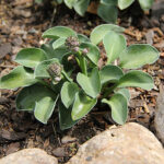 Hosta 'Blue Mouse Ears' Funkia