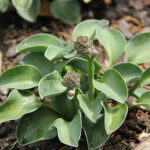 Hosta 'Blue Mouse Ears' Funkia