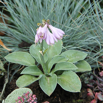 Hosta 'Blue Mouse Ears' Funkia