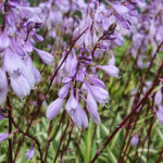 Hosta 'Cherry Berry' Funkia