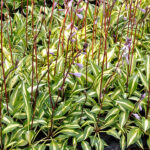 Hosta 'Cherry Berry' Funkia