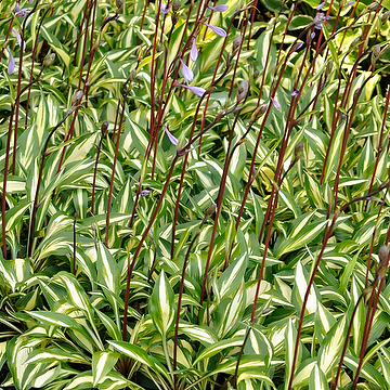 Hosta 'Cherry Berry' Funkia