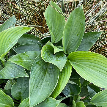 Hosta 'Empress Wu' Funkia