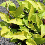 Hosta 'Fire Island' Funkia