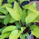 Hosta 'Fire Island' Funkia