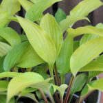 Hosta 'Fire Island' Funkia