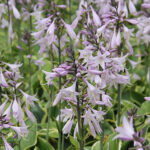 Hosta Fortunei-Gr. 'Aureomarginata' Blomsterfunkia