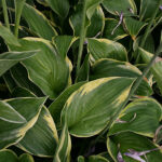 Hosta Fortunei-Gr. 'Aureomarginata' Blomsterfunkia
