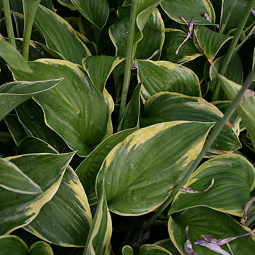 Hosta Fortunei-Gr. 'Aureomarginata' Blomsterfunkia