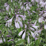 Hosta Fortunei-Gr. 'Francee' Blomsterfunkia