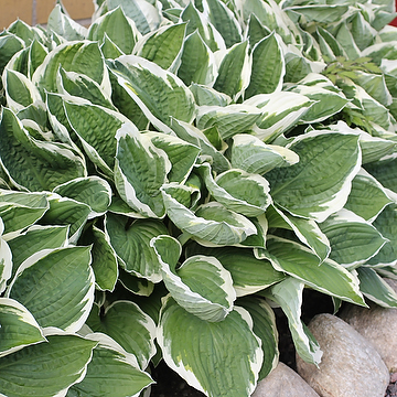 Hosta Fortunei-Gr. 'Francee' Blomsterfunkia