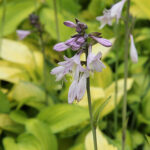 Hosta Fortunei-Gr. 'Gold Standard' Blomsterfunkia