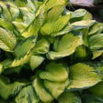 Hosta Fortunei-Gr. 'Gold Standard' Blomsterfunkia