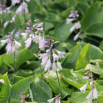 Hosta Fortunei-Gr. 'Hyacinthina' Blomsterfunkia