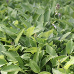 Hosta Fortunei-Gr. 'Hyacinthina' Blomsterfunkia