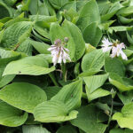 Hosta Fortunei-Gr. 'Hyacinthina' Blomsterfunkia
