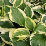 Hosta Fortunei-Gr. 'Twilight' Blomsterfunkia