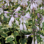 Hosta Fortunei-Gr. 'Twilight' Blomsterfunkia