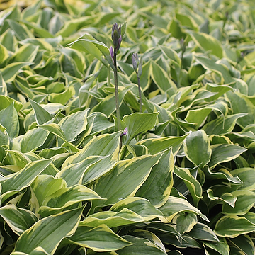Hosta Fortunei-Gr. 'Twilight' Blomsterfunkia