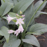 Hosta 'Fragrant Blue' Funkia