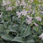 Hosta 'Fragrant Blue' Funkia