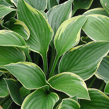 Hosta 'Golden Tiara' Funkia