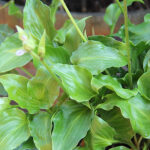 Hosta 'Invincible' Funkia