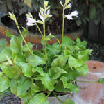Hosta 'Invincible' Funkia