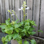 Hosta 'Invincible' Funkia