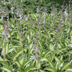 Hosta 'Night Before Christmas' Funkia