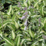 Hosta 'Night Before Christmas' Funkia