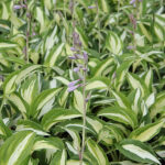 Hosta 'Night Before Christmas' Funkia