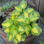 Hosta 'Pocketful of Sunshine' Funkia