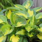 Hosta 'Pocketful of Sunshine' Funkia