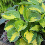 Hosta 'Pocketful of Sunshine' Funkia