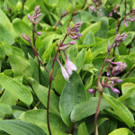 Hosta 'Purple Heart' Funkia