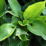 Hosta 'Purple Heart' Funkia