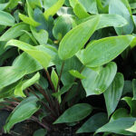 Hosta 'Purple Heart' Funkia