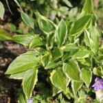 Hosta 'So Sweet' Funkia