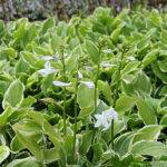Hosta 'So Sweet' Funkia