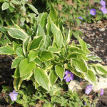 Hosta 'So Sweet' Funkia