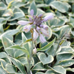 Hosta Tardiana-Gr. 'First Frost' Blåfunkia