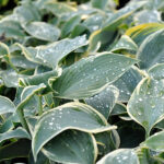 Hosta Tardiana-Gr. 'First Frost' Blåfunkia