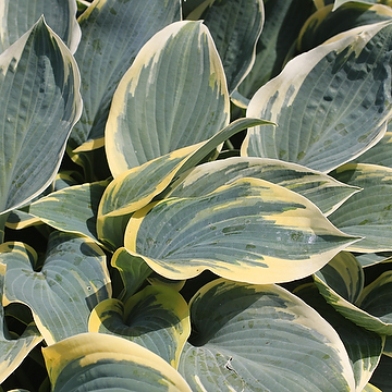 Hosta Tardiana-Gr. 'First Frost' Blåfunkia