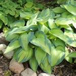 Hosta Tardiana-Gr. 'June' Blåfunkia